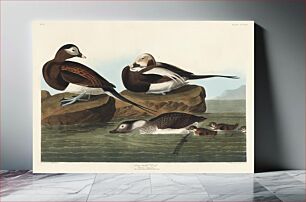 Πίνακας, Long-tailed Duck from Birds of America (1827) by John James Audubon, etched by William Home Lizars