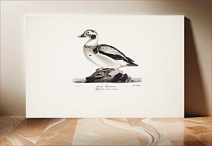 Πίνακας, Long-tailed duck, young male, 1828 - 1838, Magnus Von Wright