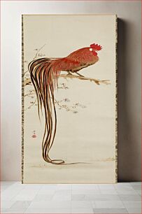 Πίνακας, Long-tailed Rooster