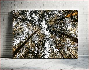 Πίνακας, Looking Up at the Canopy Κοιτάζοντας ψηλά στο κουβούκλιο