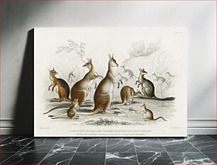 Πίνακας, Lord Derby Kangaroo, Aroe Kangaroo, Parry's Kangaroo, Woolly Kangaroo, Brush Tailed Kangaroo, Rat-Tailed Hypsiprymnus, and Rabbit-Eared Perameles