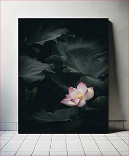 Πίνακας, Lotus Blossom in Dark Surroundings Lotus Blossom in Dark Surroundings