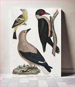 Πίνακας, Louisiana Tanager, Clark's Crow, Lewis' Woodpecker