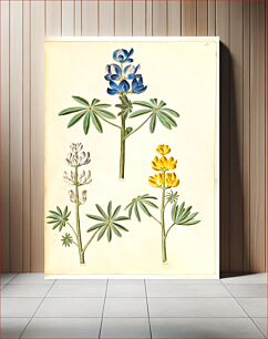Πίνακας, Lupinus pilosus (blue lupine);Lupinus albus (white lupine);Lupinus luteus (yellow lupine) by Maria Sibylla Merian