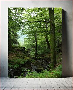 Πίνακας, Lush Forest with Stream Καταπράσινο δάσος με ρέμα
