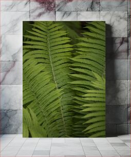 Πίνακας, Lush Green Ferns Πλούσιες πράσινες φτέρες