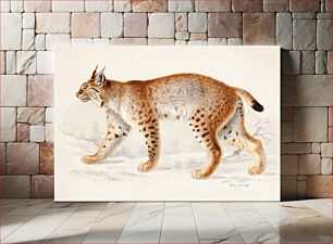 Πίνακας, Lynx, 1830 - 1870