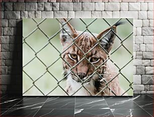 Πίνακας, Lynx Behind the Fence Λυγξ πίσω από τον φράχτη