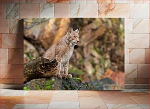 Πίνακας, Lynx in its Natural Habitat Ο Λυγξ στο φυσικό του περιβάλλον