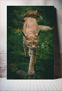Πίνακας, Lynx in Natural Habitat Λυγξ σε φυσικό βιότοπο