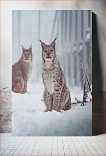 Πίνακας, Lynx in Snow Λυγξ στο χιόνι