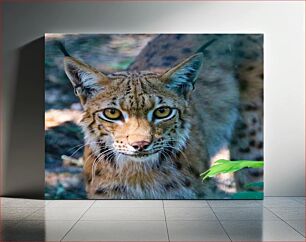 Πίνακας, Lynx in the Wild Λυγξ στην άγρια ​​φύση