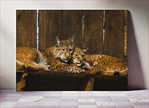 Πίνακας, Lynxes Resting Together Λύγκες που αναπαύονται μαζί