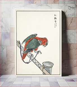 Πίνακας, Macaw illustration. Pictorial Monograph of Birds (1885) by Numata Kashu (1838-1901)