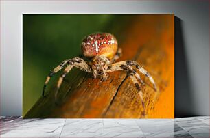 Πίνακας, Macro of a Spider Μακροεντολή αράχνης