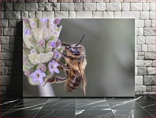Πίνακας, Macro Photo of a Bee on Lavender Μακρο φωτογραφία μιας μέλισσας στη λεβάντα