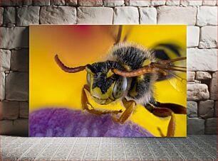 Πίνακας, Macro Shot of a Bee on Flower Μακροεντολή λήψης μιας μέλισσας σε λουλούδι