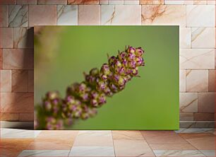 Πίνακας, Macro Shot of a Budding Plant Μακροσκοπική λήψη ενός εκκολαπτόμενου φυτού