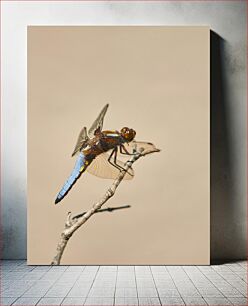 Πίνακας, Macro Shot of a Dragonfly Μακροσκοπική λήψη μιας λιβελλούλης