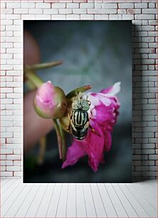 Πίνακας, Macro Shot of a Fly on a Flower Μακροσκοπική λήψη μιας μύγας σε ένα λουλούδι