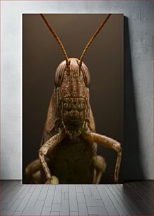 Πίνακας, Macro Shot of a Grasshopper Μακροσκοπική λήψη μιας ακρίδας