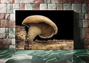 Πίνακας, Macro Shot of a Mushroom Μακροεντολή λήψης μανιταριού