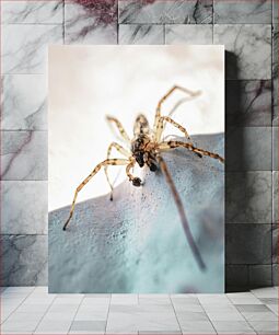 Πίνακας, Macro Shot of a Spider Μακροσκοπική λήψη μιας αράχνης