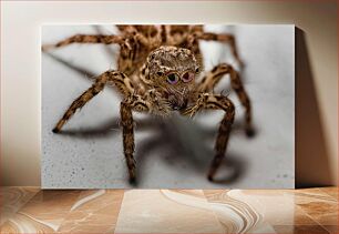 Πίνακας, Macro Shot of a Spider Μακροσκοπική λήψη μιας αράχνης