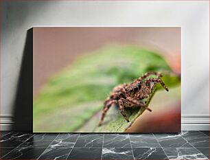 Πίνακας, Macro Shot of a Spider on a Leaf Μακρο πλάνο μιας αράχνης σε ένα φύλλο