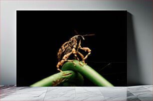 Πίνακας, Macro Shot of a Weevil Μακροεντολή λήψης ενός Weevil