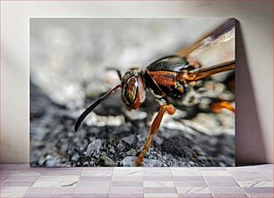 Πίνακας, Macro Shot of an Insect Μακροσκοπική λήψη ενός εντόμου