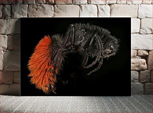 Πίνακας, Macro Shot of an Insect Μακροσκοπική λήψη ενός εντόμου