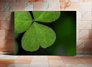 Πίνακας, Macro Shot of Clover Leaf Μακροεντολή λήψης φύλλου τριφυλλιού