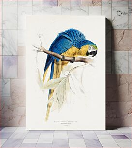 Πίνακας, Macrocercus Ararauna. Blue & Yellow Macaw by Edward Lear