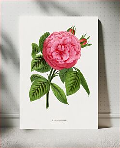 Πίνακας, Madame Boll rose, vintage flower illustration by Fran?ois-Fr?d?ric Grobon