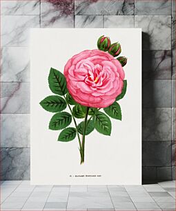 Πίνακας, Madame Edouard Ory rose, vintage flower illustration by François-Frédéric Grobon