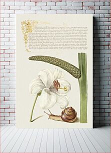 Πίνακας, Madonna Lily, Terrestrial Mollusk, and Sweet Flag from Mira Calligraphiae Monumenta or The Model Book of Calligraphy (1561–1596) by Georg Bocskay and Joris Hoefnagel