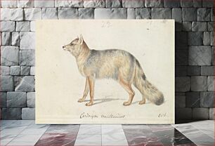 Πίνακας, Magellanic Aguara Fox: Cerdocyon Magellanicus by Charles Hamilton Smith