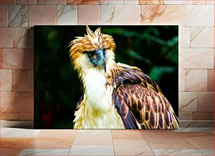 Πίνακας, Magnificent Eagle Μαγευτικός Αετός