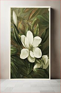 Πίνακας, Magnolia grandiflora by Ellen Thayer Fisher