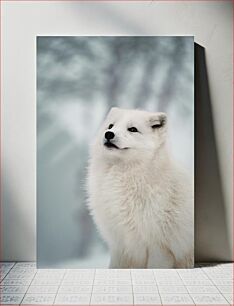 Πίνακας, Majestic Arctic Fox Majestic Arctic Fox