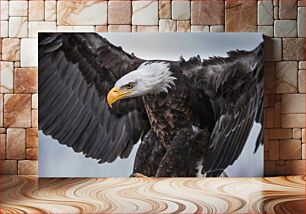 Πίνακας, Majestic Bald Eagle in Flight Majestic Bald Eagle in Flight