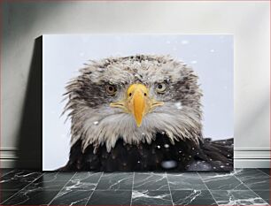 Πίνακας, Majestic Bald Eagle in Snow Μεγαλοπρεπής φαλακρός αετός στο χιόνι