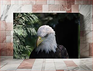 Πίνακας, Majestic Bald Eagle Μεγαλοπρεπής Φαλακρός Αετός