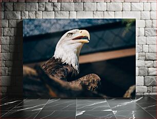 Πίνακας, Majestic Bald Eagle Μεγαλοπρεπής Φαλακρός Αετός