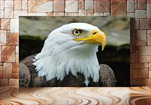 Πίνακας, Majestic Bald Eagle Μεγαλοπρεπής Φαλακρός Αετός
