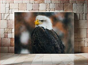 Πίνακας, Majestic Bald Eagle Μεγαλοπρεπής Φαλακρός Αετός