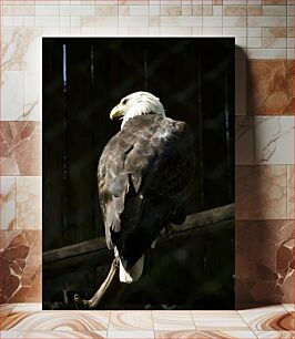 Πίνακας, Majestic Bald Eagle Perched Μεγαλοπρεπής Φαλακρός Αετός Σκαρφαλωμένος