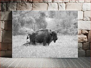 Πίνακας, Majestic Bison in the Field Majestic Bison in the Field