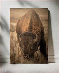 Πίνακας, Majestic Bison in the Wild Majestic Bison in the Wild